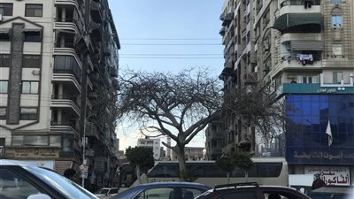 شديد البرودة ليلا والصغرى تسجل 3 درجات.. طقس الدقهلية اليوم 