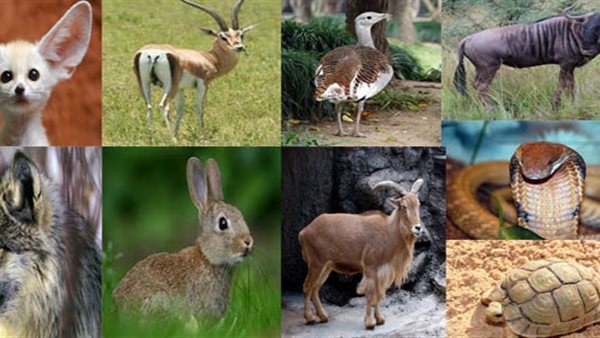 حيوانات مهددة بالانقراض