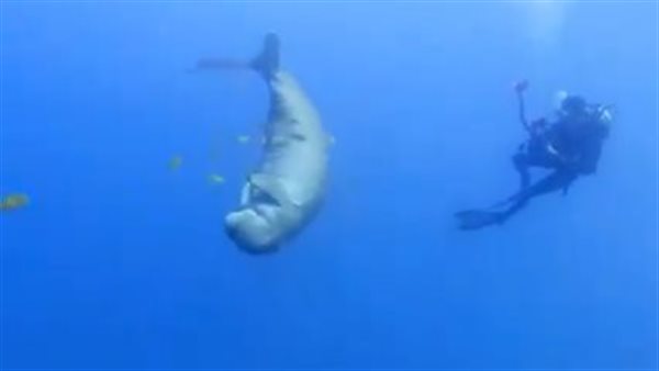 عروس البحر الأحمر