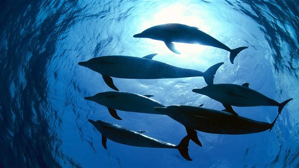 محميات البحر الأحمر