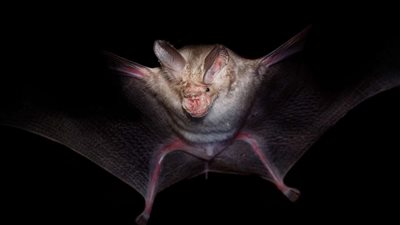 على غرار كورونا.. اكتشاف فيروس جديد يصيب الخفافيش وينتقل للبشر