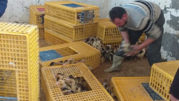 مشروع توزيع وتربية