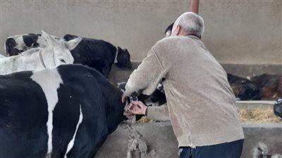 اليوم| زراعة الفيوم تُنظم مؤتمرًا موسعًا عن الإصابة بمرض الحُمى القلاعية.. تعرف على التفاصيل