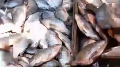 بث مباشر| ارتفاع أسعار الخضراوات والدواجن والأسماك اليوم بالأسواق