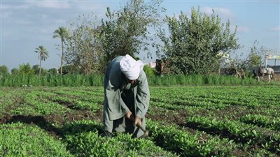 بسبب التقلبات الجوية.. الزراعة تصدر نصائح فنية لمزارعي الفواكه