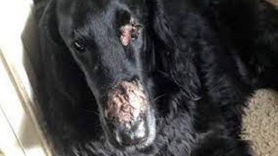 كلب يصاب بحروق وإصابات خطيرة في الوجه بعد لمسه لنبات سام