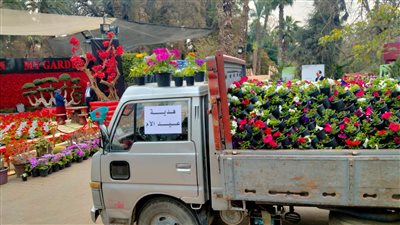 بمناسبة عيد الأم.. الزراعة توزع 7 آلاف وردة و5000 شتلة زهور ونباتات زينة على سيدات مصر