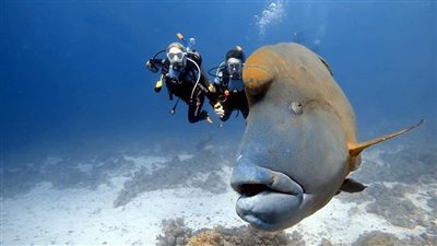 سعادة لـ سائحي الغردقة عقب مشاهدتهم سمكة نابليون أثناء غطسهم بجزيرة الجفتون الصغير