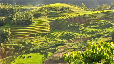 تعرف على سبب الاحتفال باليوم العالمي للشجرة