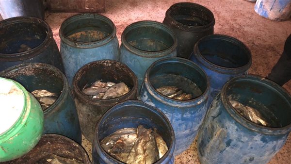 ضبط 4 طن أسماك و10