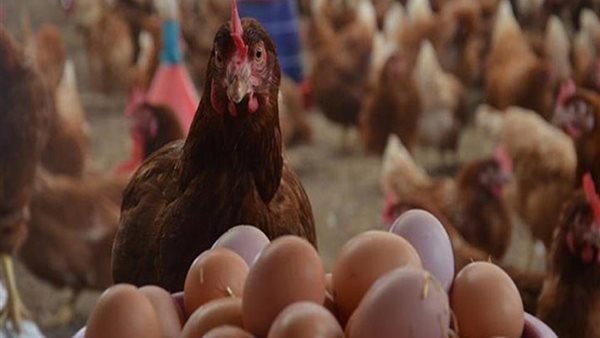 الدواجن والبيض