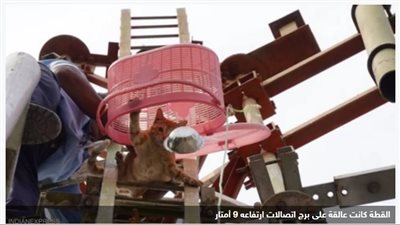 إنقاذ قط من أعلى برج اتصالات في الهند | فيديو