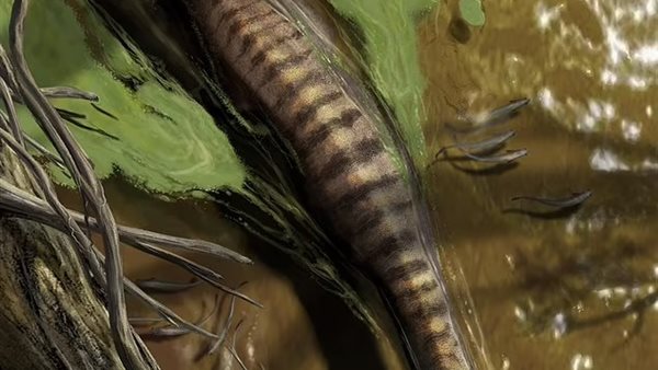 اكبر حيوان في العالم