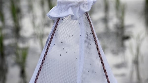 ناموسيات لمكافحة