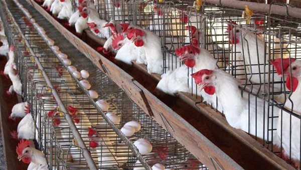 الدواجن والبيض -