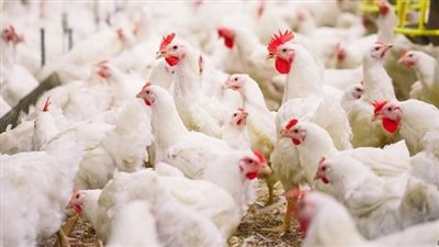 مصرع شخص صعقا بالكهرباء في مزرعة دواجن بالجيزة