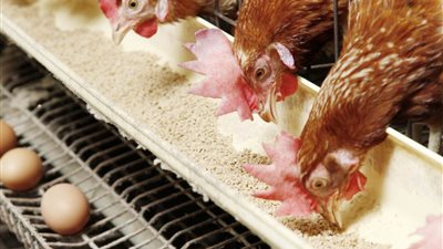 أسعار الدواجن والبيض في الأسواق اليوم السبت 2 يوليو 2022