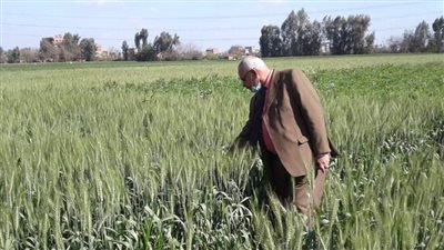 رفع درجة الاستعداد لاستقبال موسم حصاد وتوريد القمح بالمنوفية