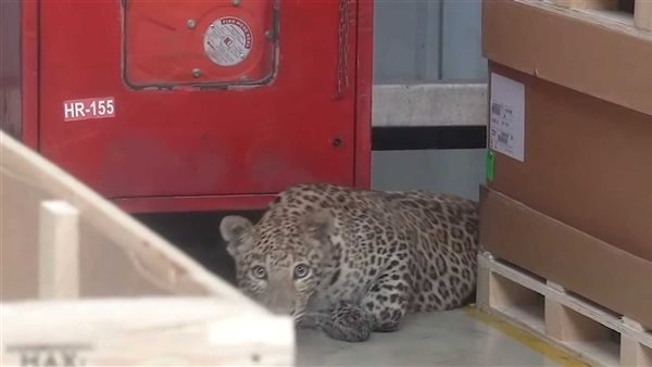 مصنع مرسيدس بنز