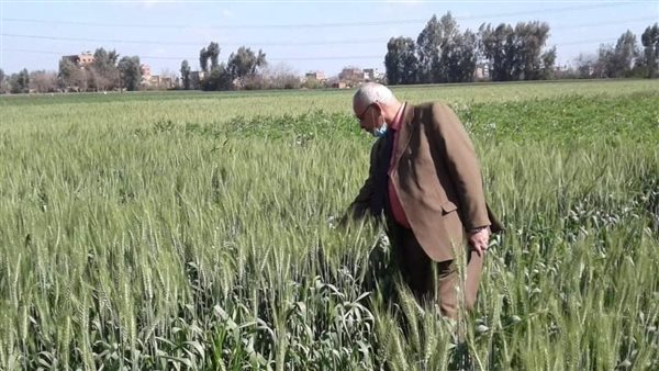 محصول القمح في المنوفية