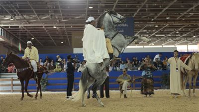 معرض الفرس للجديدة بالمغرب مُلتقى التنافس والنقاش..والمنافسات قوية