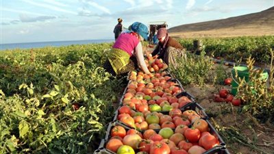 “رسوم وتسجيل”.. “سلامة الغذاء” تثير أزمة جديدة بين مصدري الحاصلات الزراعية (مستندات)