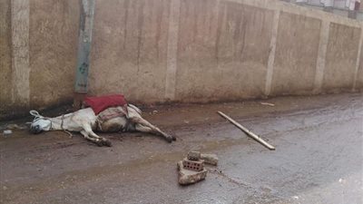 “أنقذ صاحبه ومات”.. نفوق “حمار” صعقًا بالكهرباء في الدقهلية