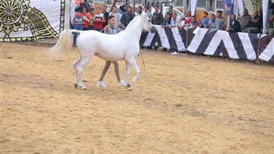 المنوفية تتحدي الطقس بمهرجان للخيول العربية (صور)