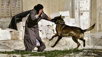 من بينهم طفل.. القصة الكاملة لإصابة 4 أشخاص عقرهم كلب مسعور في كفر الشيخ