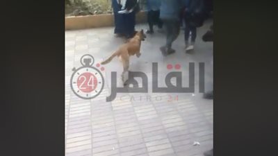 أسرة طالبة تقتحم مدرسة في شبرا بـ”كلب” للانتقام من فتاة تشاجرت مع ابنتهم (فيديو)