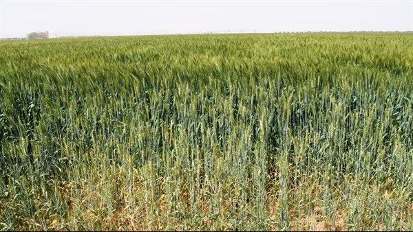 زراعة القمح 