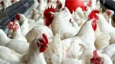 ورق العنب بـ 70 والجمبري بـ 175 جنيها.. استمرار ارتفاع أسعار الخضروات والطيور والأسماك اليوم بالأسواق | لايف