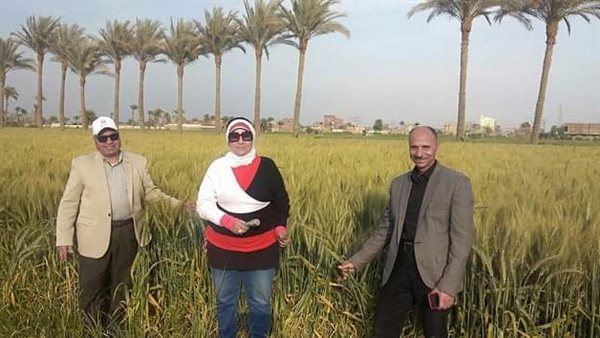 محصول القمح في الفيوم