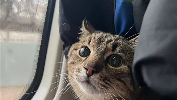 قط -أرشيفية 