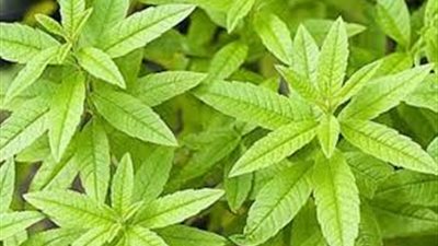 منها تخفيف التوتر..تعرف على أهم فوائد عشبة المليسة