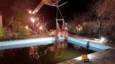  العثور على ثور هارب وهو يغطس في حوض سباحة| صور