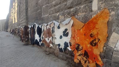 نكشف حقيقة الصور المتداولة لتعليق جلود الحيوانات على سور مجرى العيون |خاص 