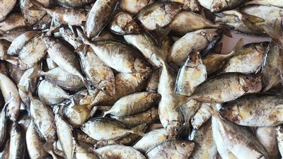 تموين القليوبية: ضبط 7.3 طن أسماك مجمدة غير صالحة للاستهلاك الآدمي