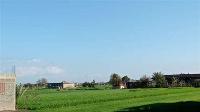 طقس ربيعي نهارا مائل للبرودة ليلا في كفر الشيخ.. ونشاط للرياح المثيرة للرمال | بث مباشر