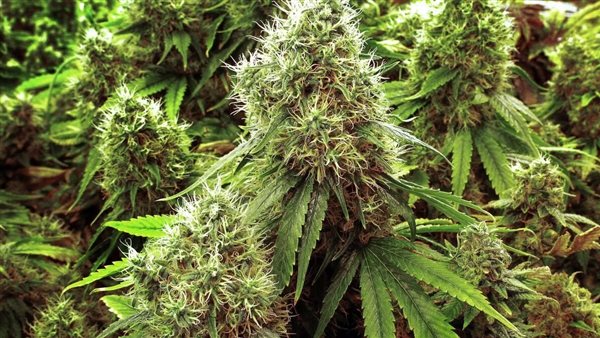 نبات الحشيش - تعبيرية