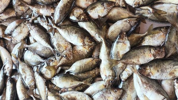 جانب من المضبوطات