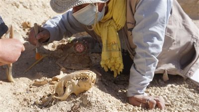 لأول مرة.. البعثة الإسبانية بالأقصر تعثر على كلب محنط يرتدي عقد من الخزف القيشاني |خاص 