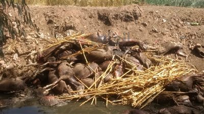 للمرة العاشرة.. العثور على 22 حمارًا مسلوخًا بطنطا في ثالث أيام رمضان |صور