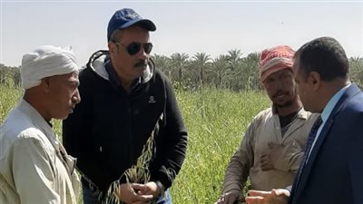 الزراعة توضح أسباب زيادة حقول القمح المصابة بالحشائش في الوادي الجديد