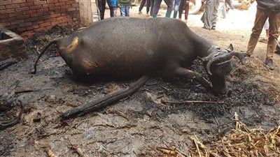 النيران تلتهم حظيرة مواشي في طنطا ونفوق جميع الحيوانات