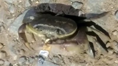 تداول فيديو لسرطان البحر يدخن سيجارة.. ومدير معهد علوم البحار بالغردقة يرد | صور وفيديو