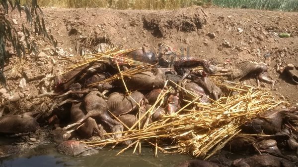 العثور على 22 حمارًا