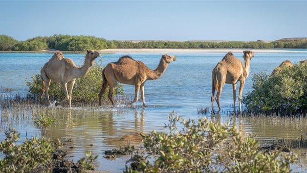 محمية وادي الجمال