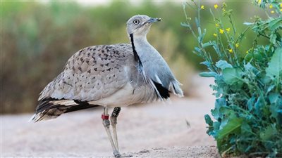 مهددة بالانقراض.. أبرز المعلومات عن طيور الحبارى بعد سعي وزارة البيئة لاستعادتها