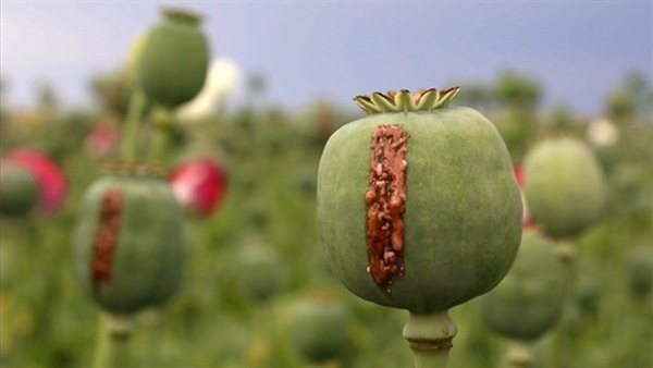 نبات الخشخاش